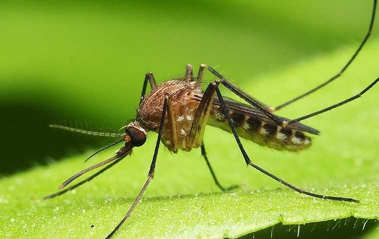 mosquito sitting on a leaf